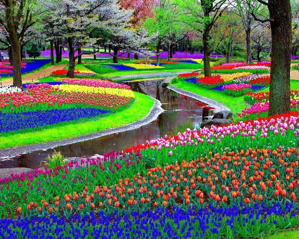 Большой весенний сад европы — парк кекенхоф. кёкенхоф - "сад европы" сад европы что за страна
