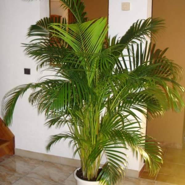 Украшение дома посадкой пальмы арека-хризалидокарпус