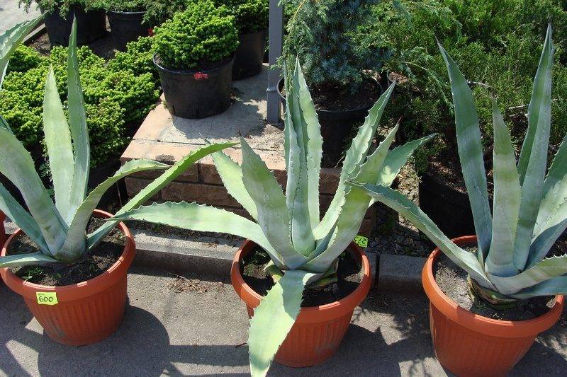 Уход за агавой в домашних условиях: как выглядит и цветет комнатное растение