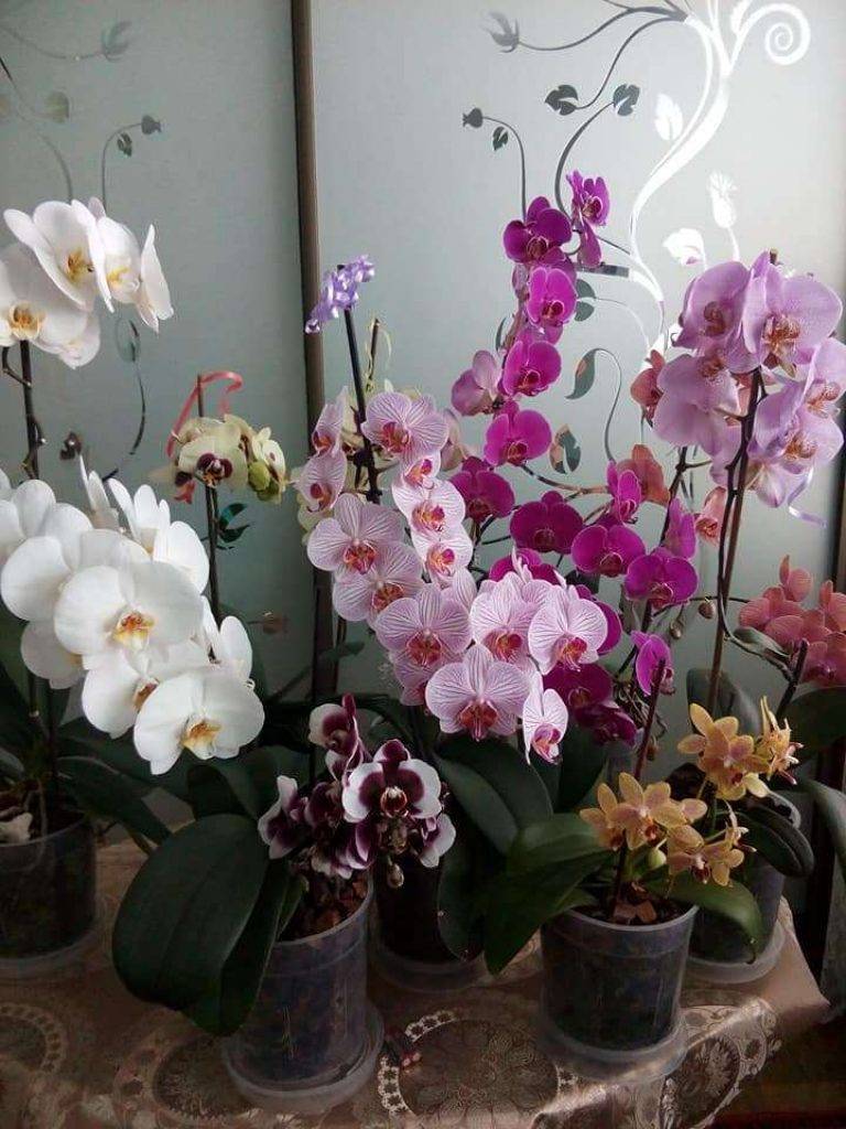 Почему не цветут орхидеи в домашних условиях, основные причины и что делать дома, как его стимулировать, если орхидея долго не распускается или плохо и быстро отцветает, пошагово фото и видео?