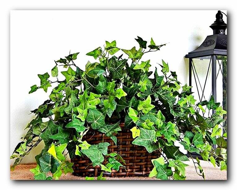 Комнатный плющ — классика вертикального озеленения помещений. уход в домашних условиях. фото — ботаничка