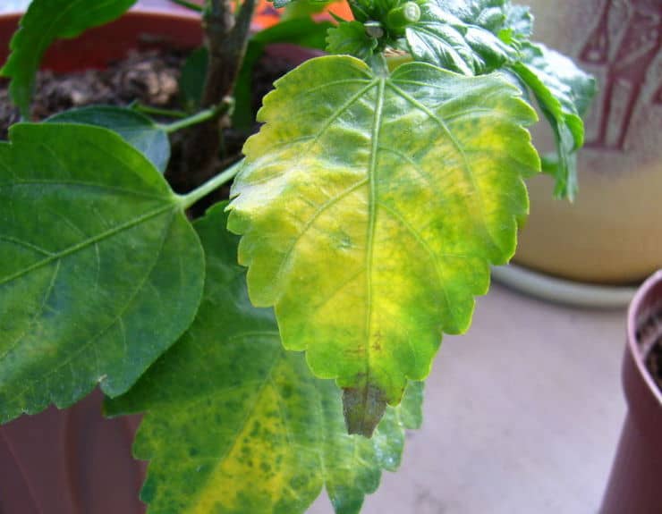 Желтеют листья у гибискуса — основные причины и решение проблемы