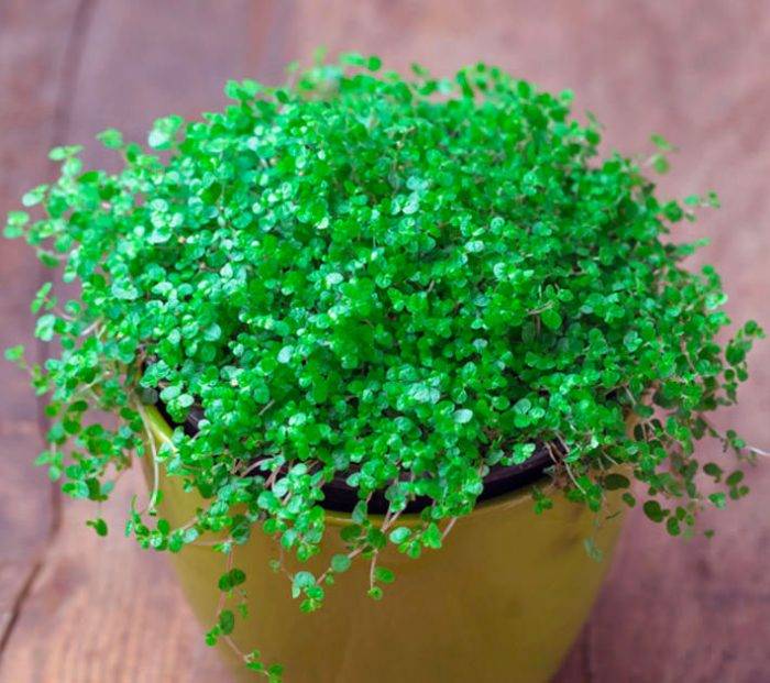 Как выращивать в домашних условиях миниатюрную солейролию