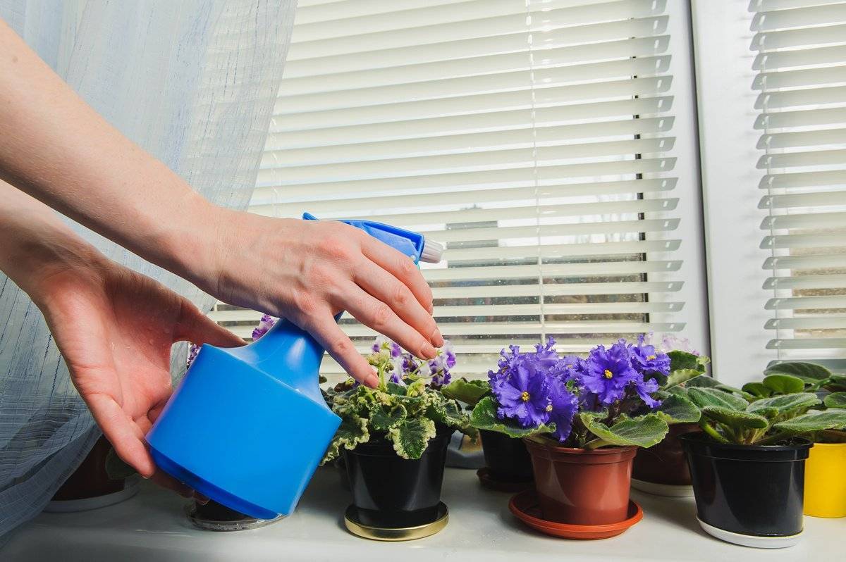 Как правильно поливать комнатные цветы