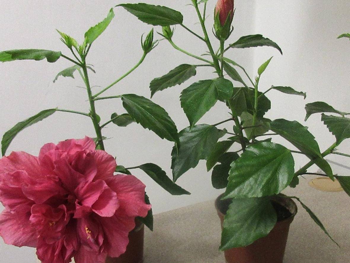 Китайская роза комнатная: уход в домашних условиях, вредители (фото)