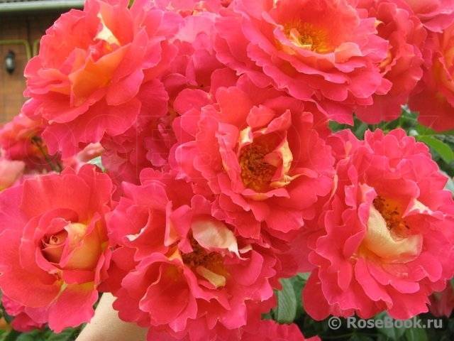 Роза декор арлекин (decor arlequin): фото, отзывы, описание, характеристики.