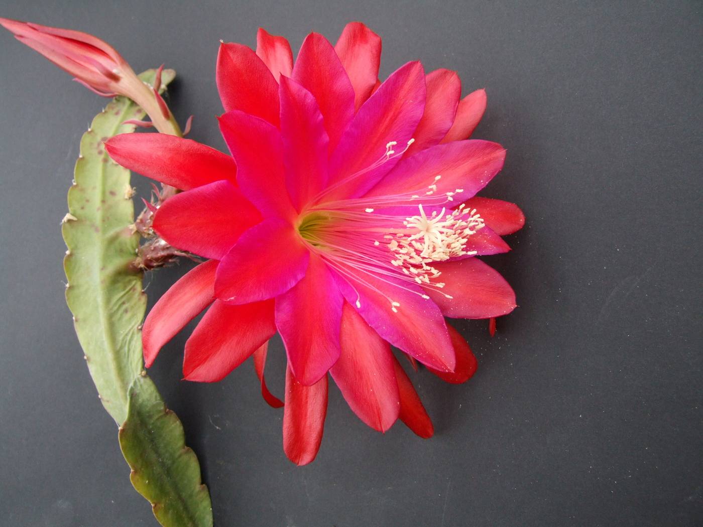 Эпифиллум фото и уход в домашних условиях за цветком, как заставить цвести ангулигер