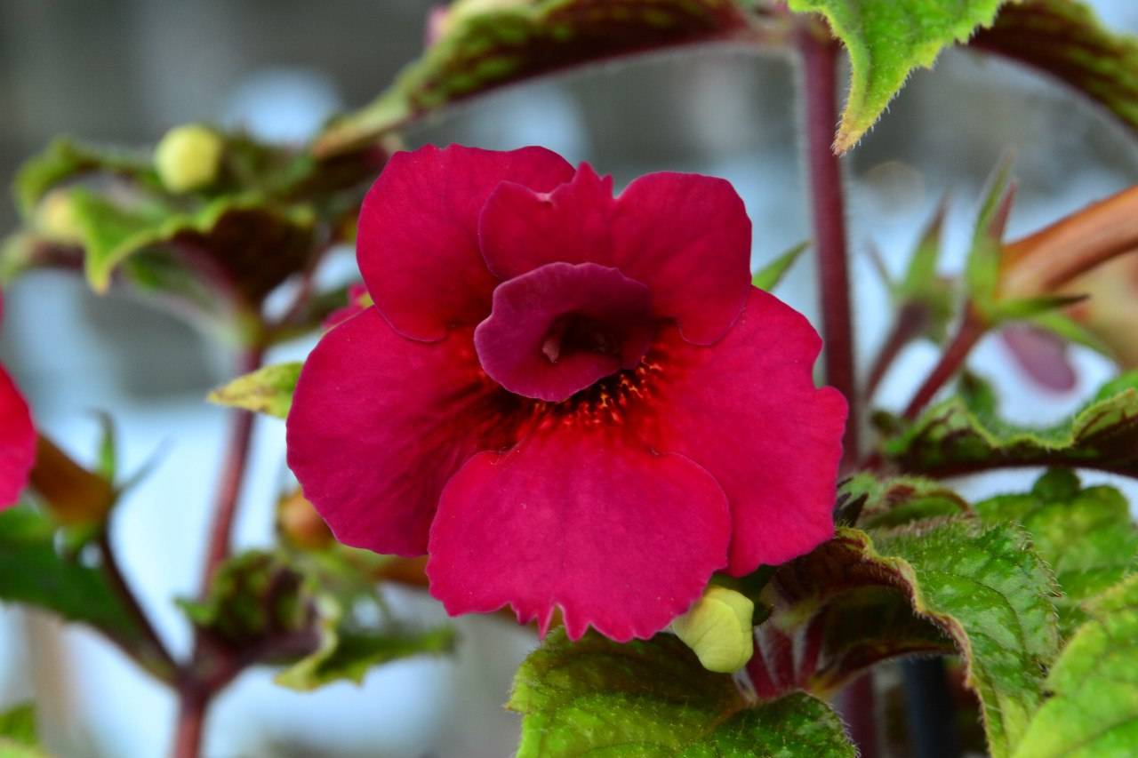 Ахименес — пышное цветение при минимальном уходе. выращивание в комнатных условиях. фото — ботаничка