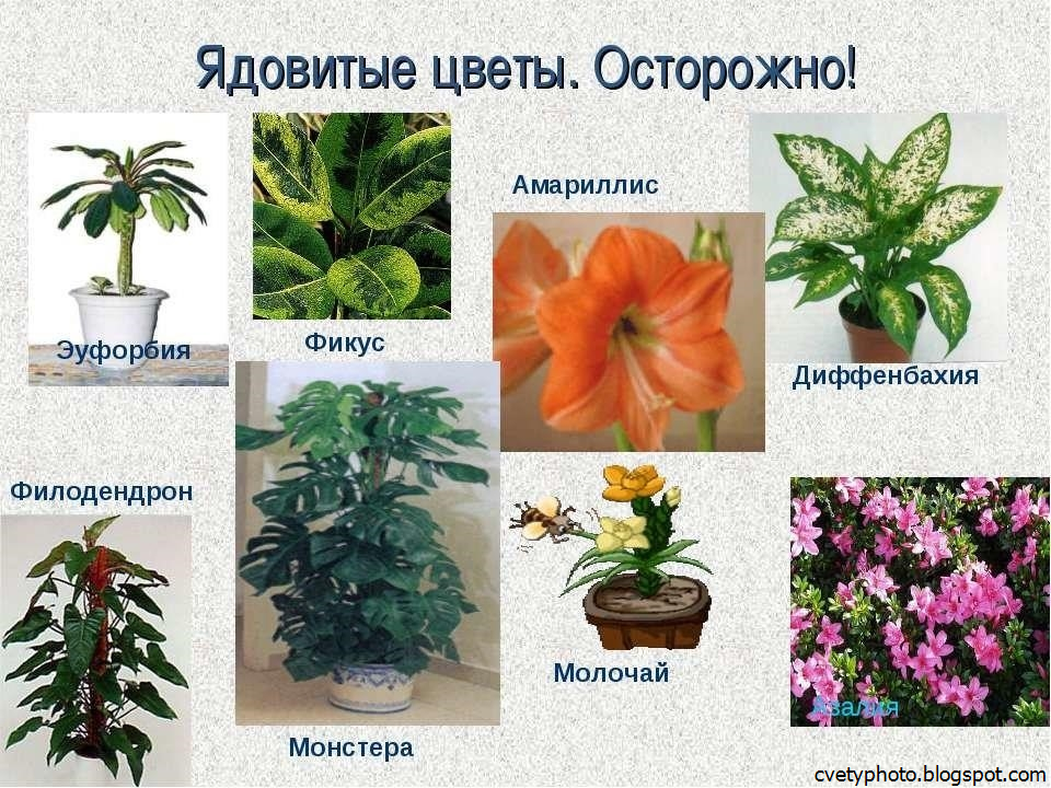 Топ-25 цветов и растений которые нельзя держать дома