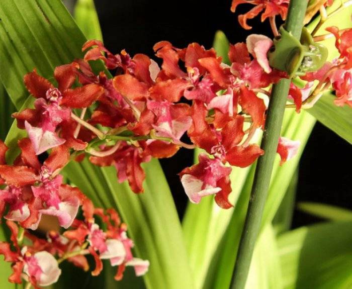 ᐉ орхидея онцидиум: уход в домашних условиях, размножение, пересадка, почему желтеет - roza-zanoza.ru