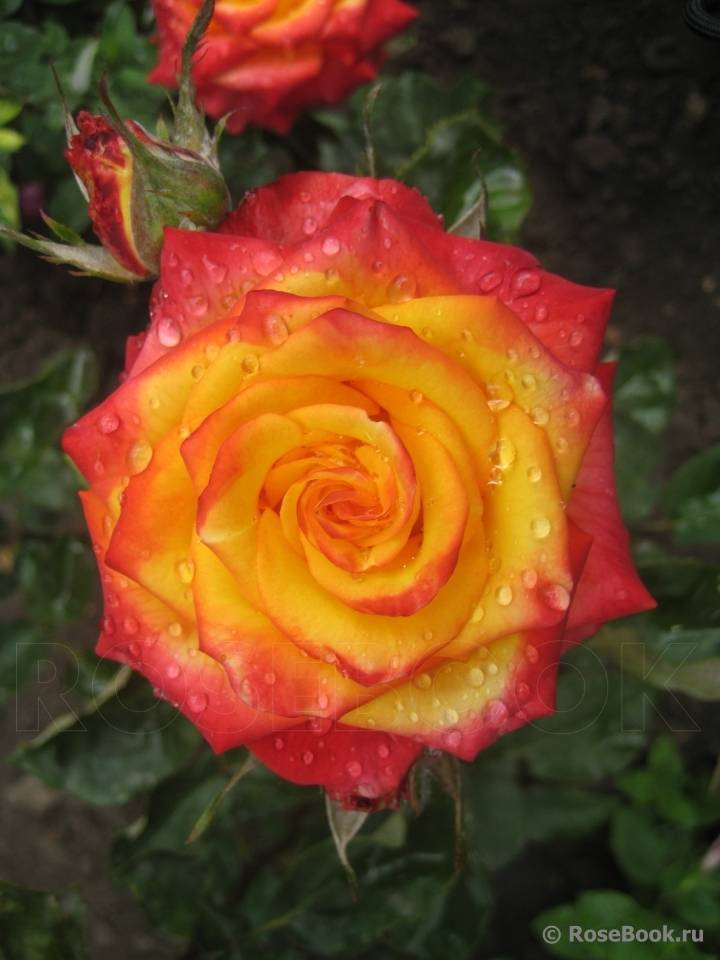 Характеристики сорта чайно-гибридной розы хай мэджик оранж: период цветения