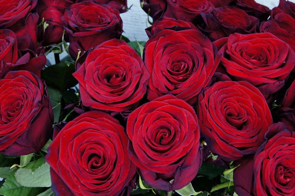 Роза Ред Наоми (Red Naomi) — описание голландского сорта