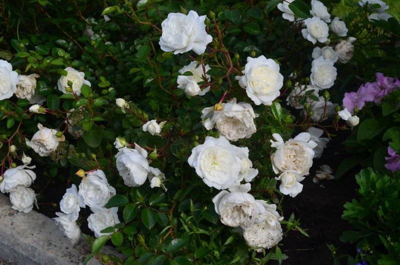 Почвопокровный сорт роз свани: как правильно высаживать в открытый грунт, уход