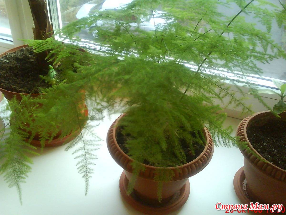 Комнатное растение аспарагус: фото, размножение и уход в домашних условиях