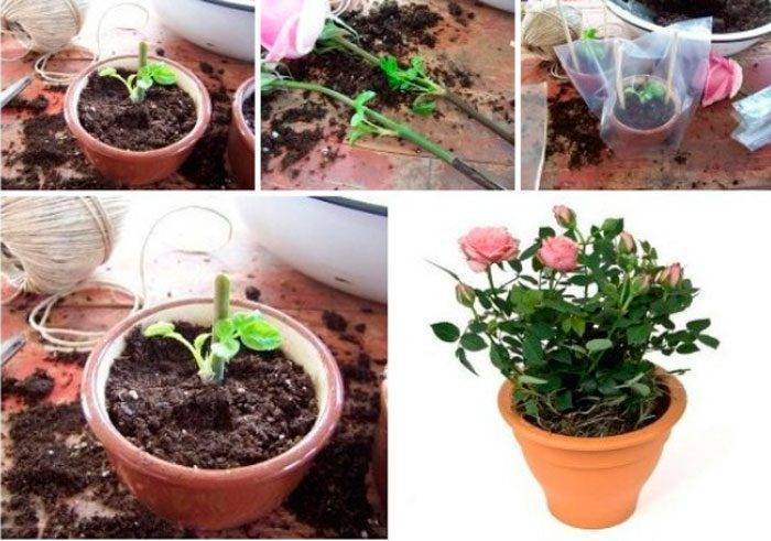 Как вырастить розу из семян в домашних условиях: основные правила, плюсы и минусы выращивания, фото, видео