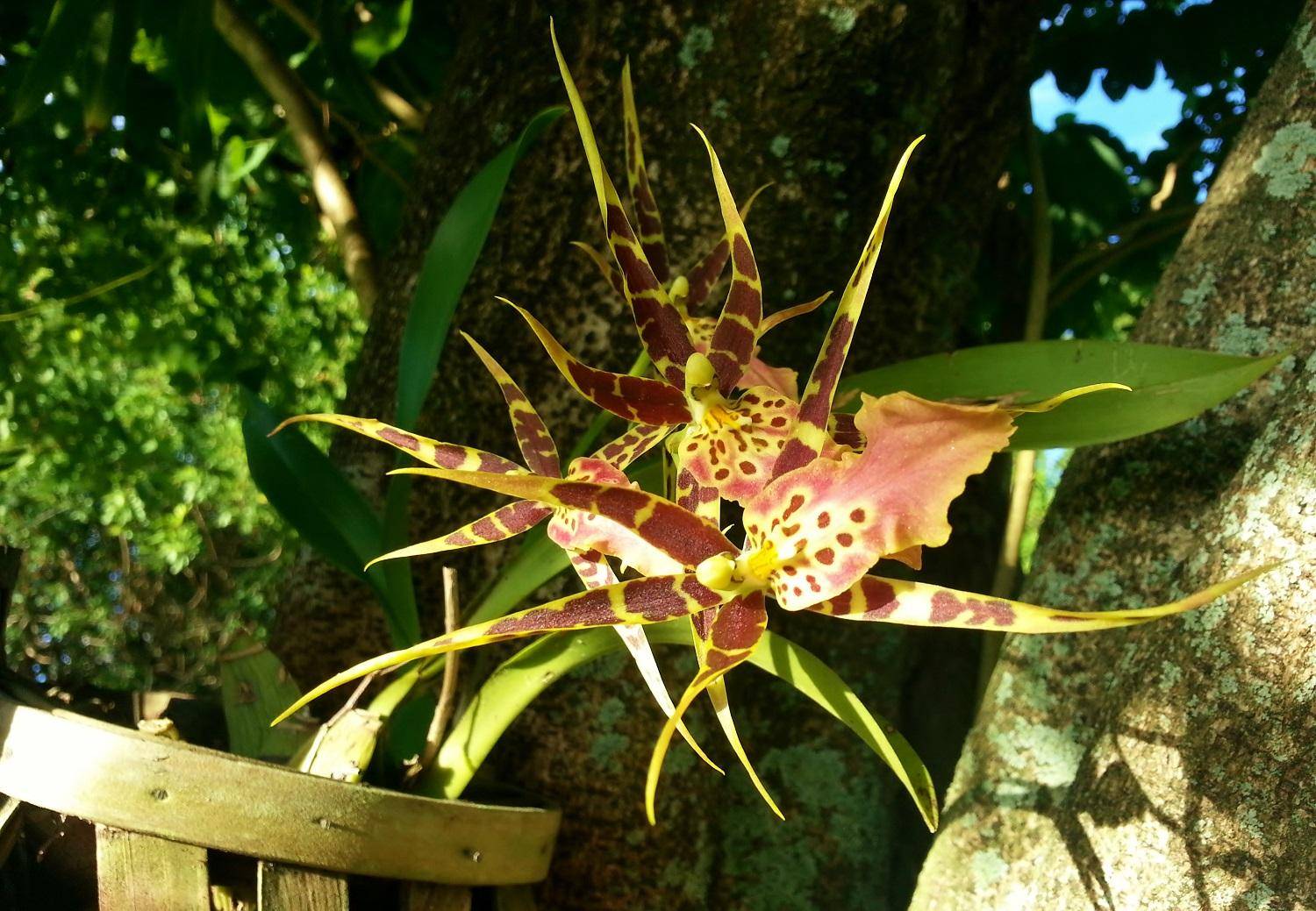 Брассия – орхидея паук в домашних условиях 