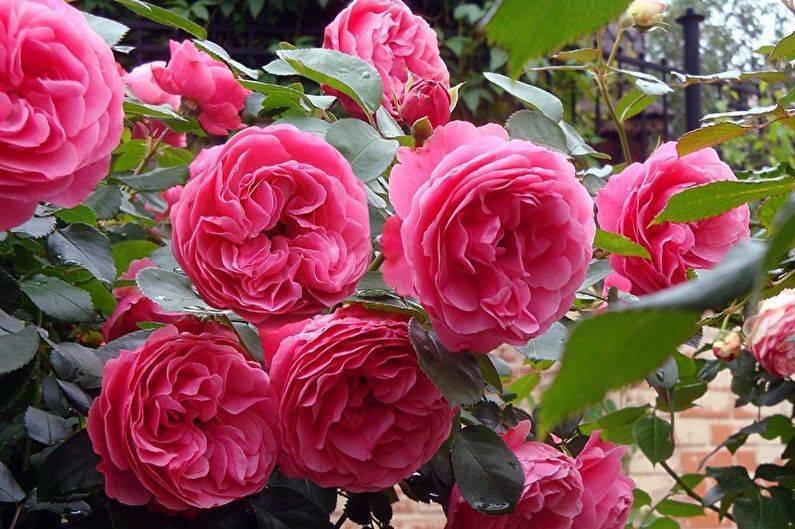 Характеристики французской сортовой розы мейланд: как выращивать флорибунду