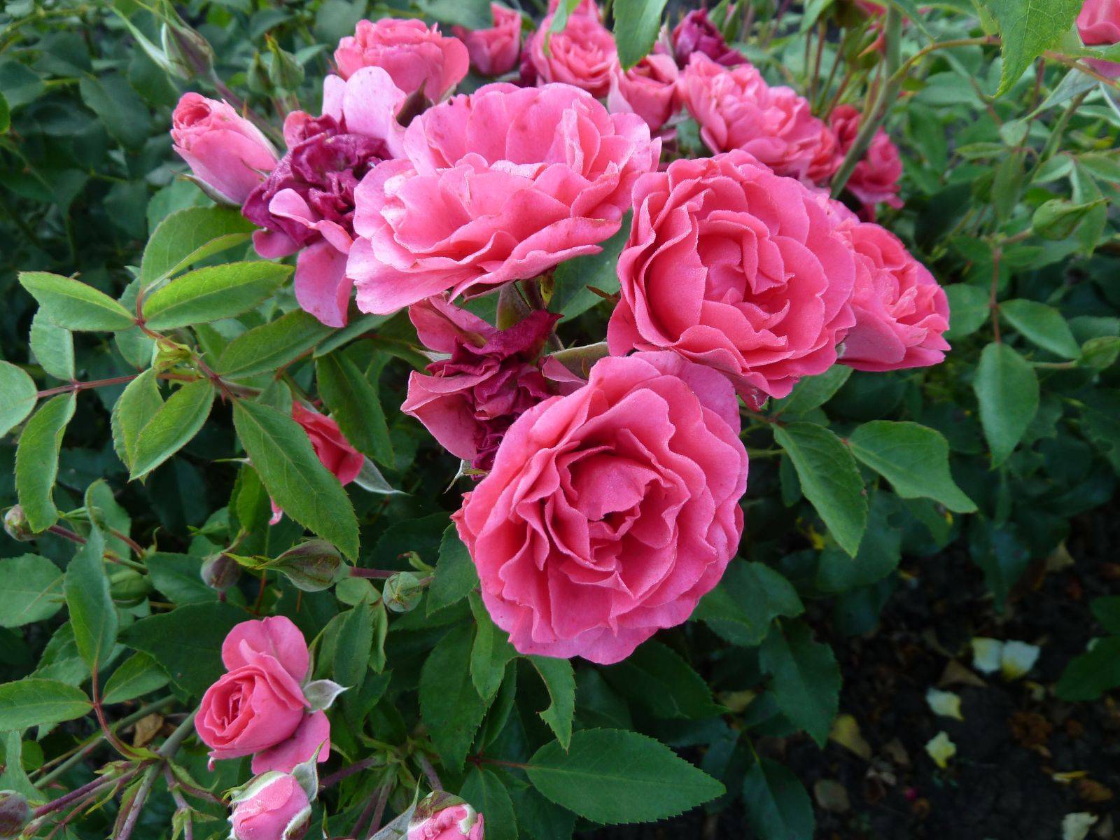Миниатюрные розы: лучшие сорта, уход и выращивание