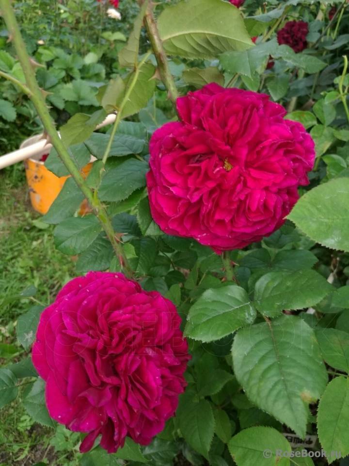 Нглийский сорт розы фишерман френд: описание полуплетистого куста, как ухаживать