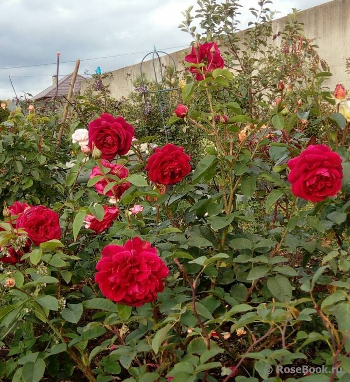 Выращивание «остинки» сорта боскобель: уход за розой, нюансы посадки и полива