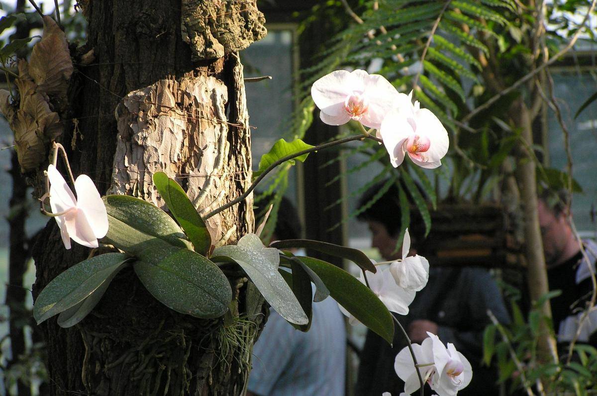 Как растут орхидеи в природе: как и где растет дикий цветок в живой природе с фото, естественная среда для фаленопсиса, почему цветок растет на деревьях?
