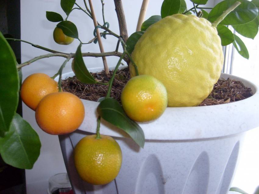 Лимон на подоконнике стоить без листьев, можно его спасти? / асиенда.ру