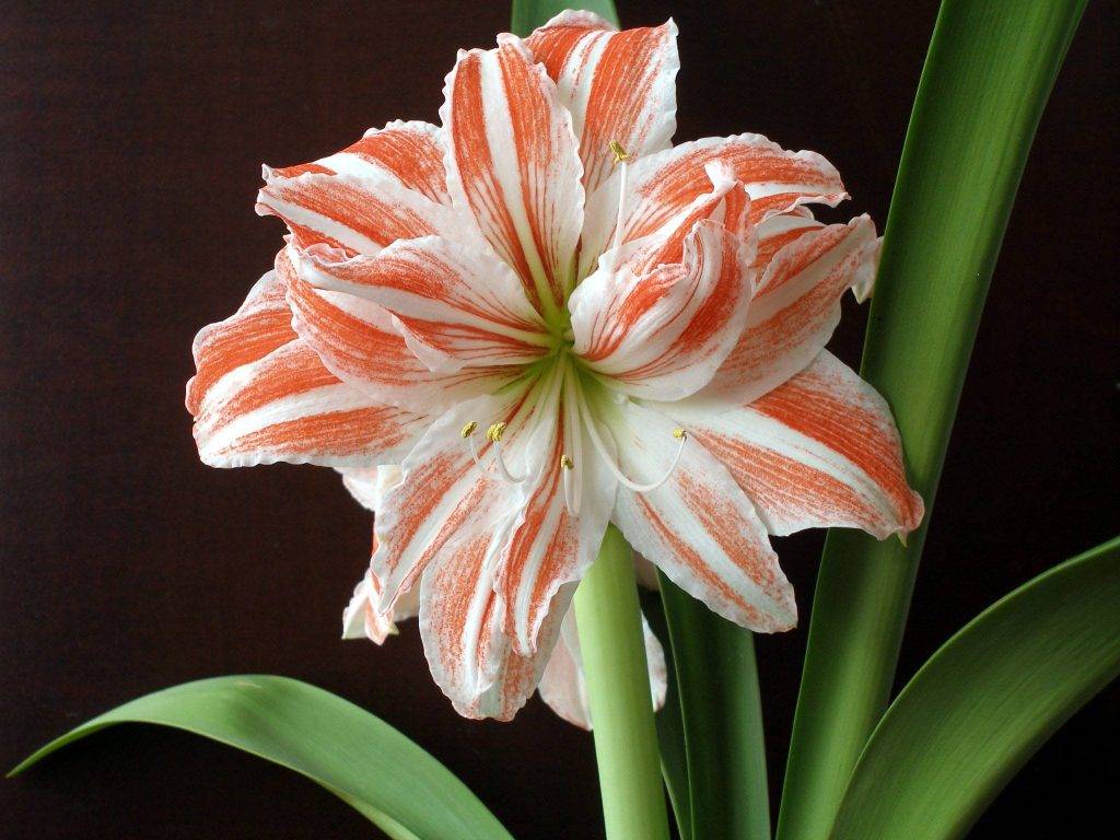 Амариллис - уход в домашних условиях, фото цветка гиппеаструм