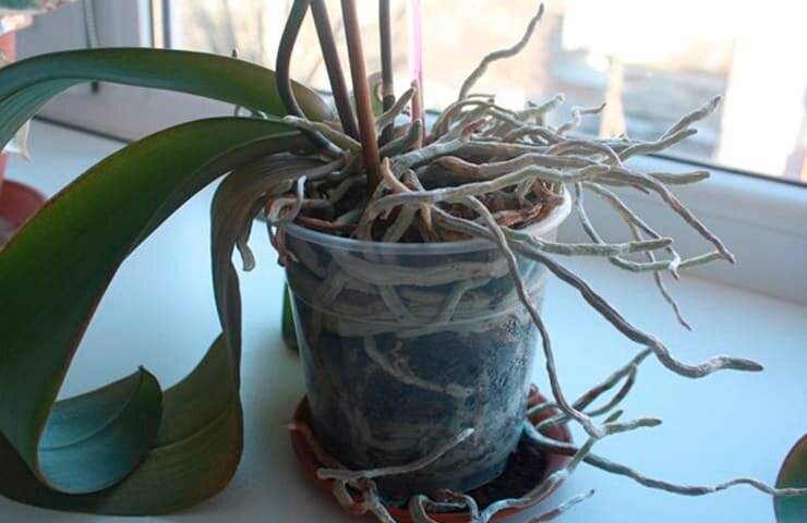 Что делать с воздушными корнями у орхидеи: причины появления, нужно ли обрезать