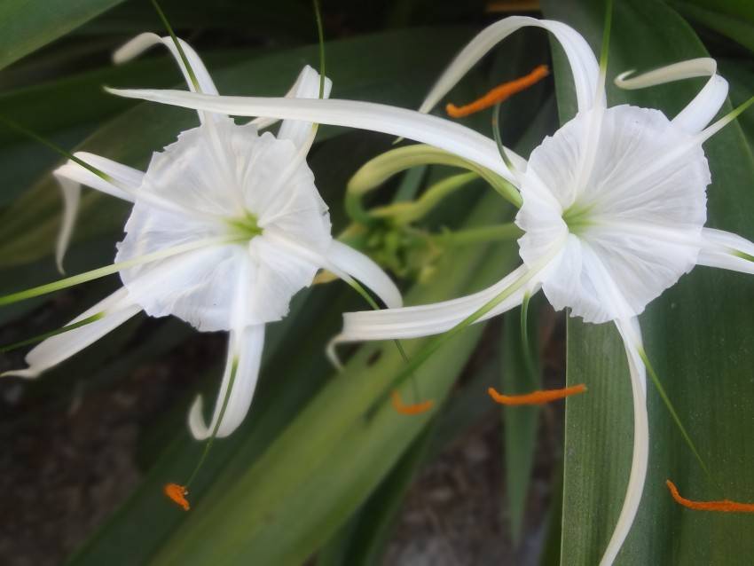 Гименокаллис (35 фото): уход за цветком в домашних условиях, виды карибский и фесталис, краткое описание внешнего вида