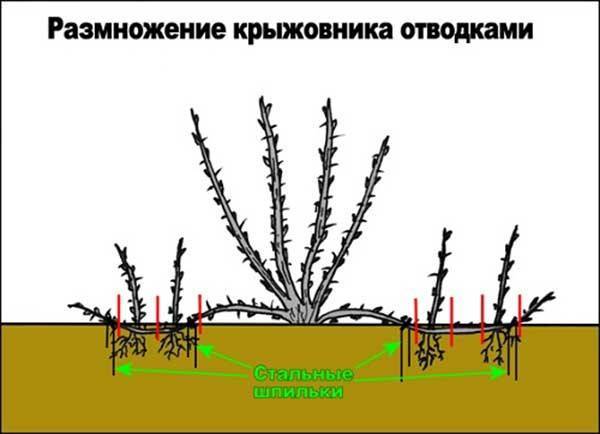 Как размножить крыжовник летом (весной, осенью): зелеными черенками, отводками, способы размножения