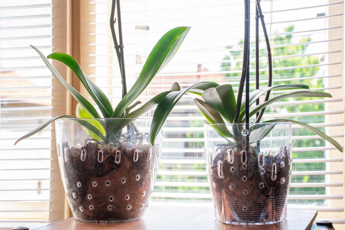 Прозрачные горшки для орхидей: зачем они нужны и какие задачи решают, плюсы и минусы таких изделий и особенности ухода