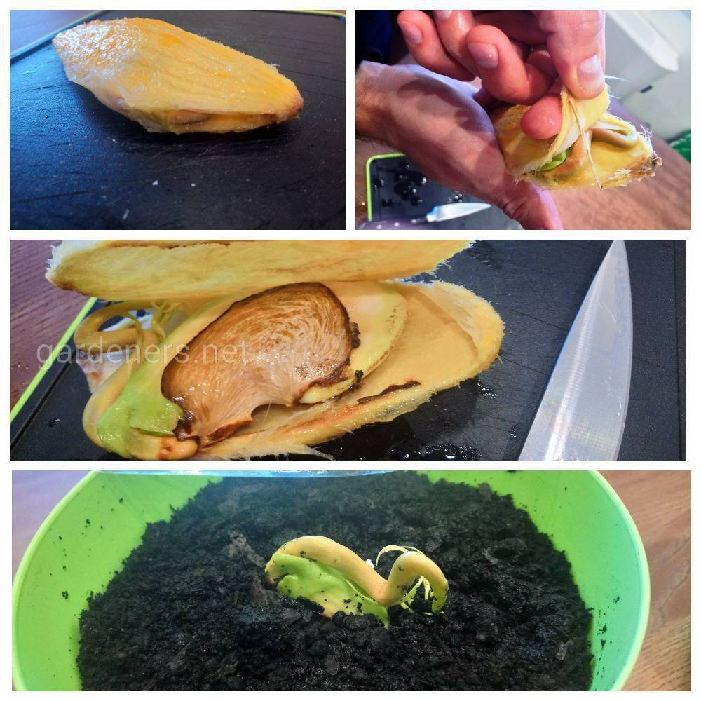 Как прорастить косточку манго в домашних условиях правильно фото пошагово