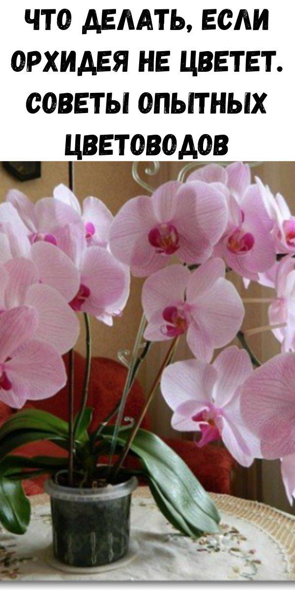 Почему не цветут орхидеи в домашних условиях, основные причины и что делать дома, как его стимулировать, если орхидея долго не распускается или плохо и быстро отцветает, пошагово фото и видео?