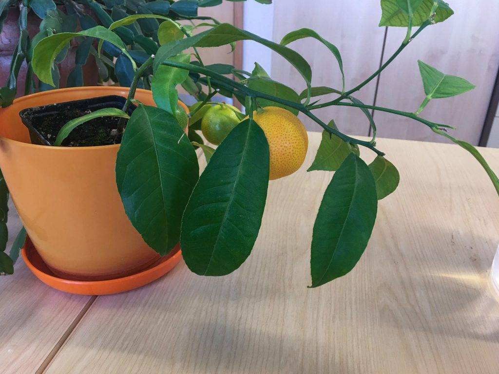 Лимонное дерево — особенности, домашнее выращивание, уход и основные проблемы (91 фото + видео)