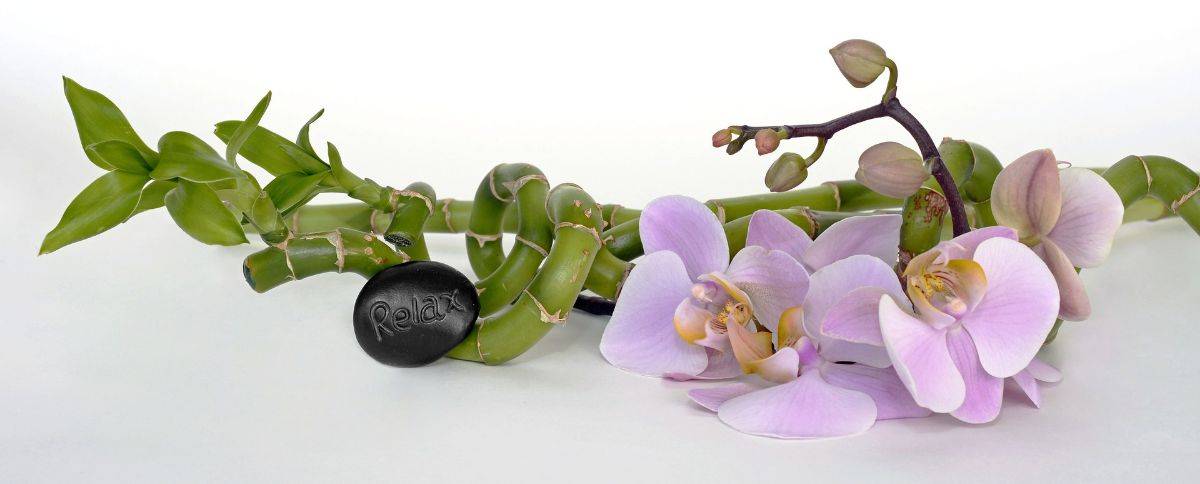 Орхидея по фен-шуй, можно ли держать дома, приметы и суеверия