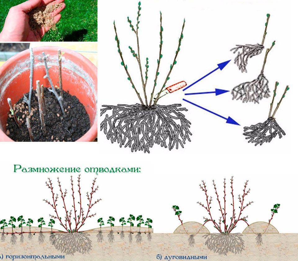 Агротехника выращивания спиреи грефшейм в открытом грунте: обрезка, размножение