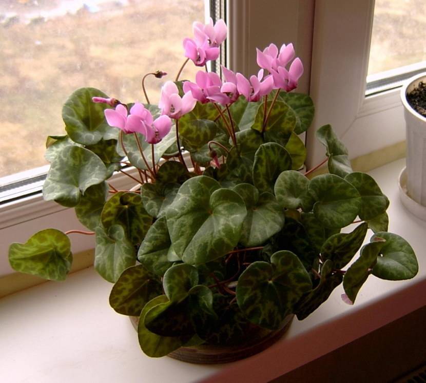 Цикламен – размножение листьями и семенами в домашних условиях