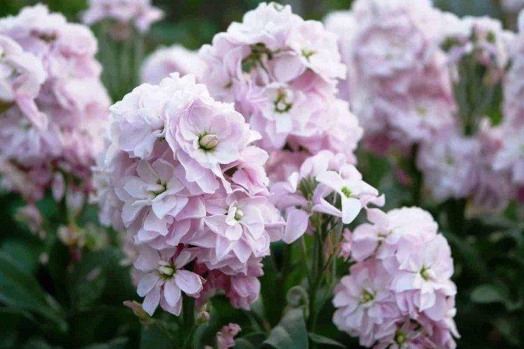 Маттиола: фото цветов с нежным запахом, рекомендации по выращиванию культуры