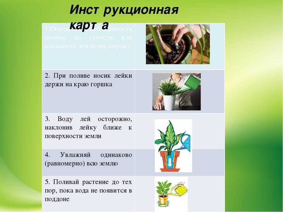 Цветок кроссандра: уход и выращивание в домашних условиях