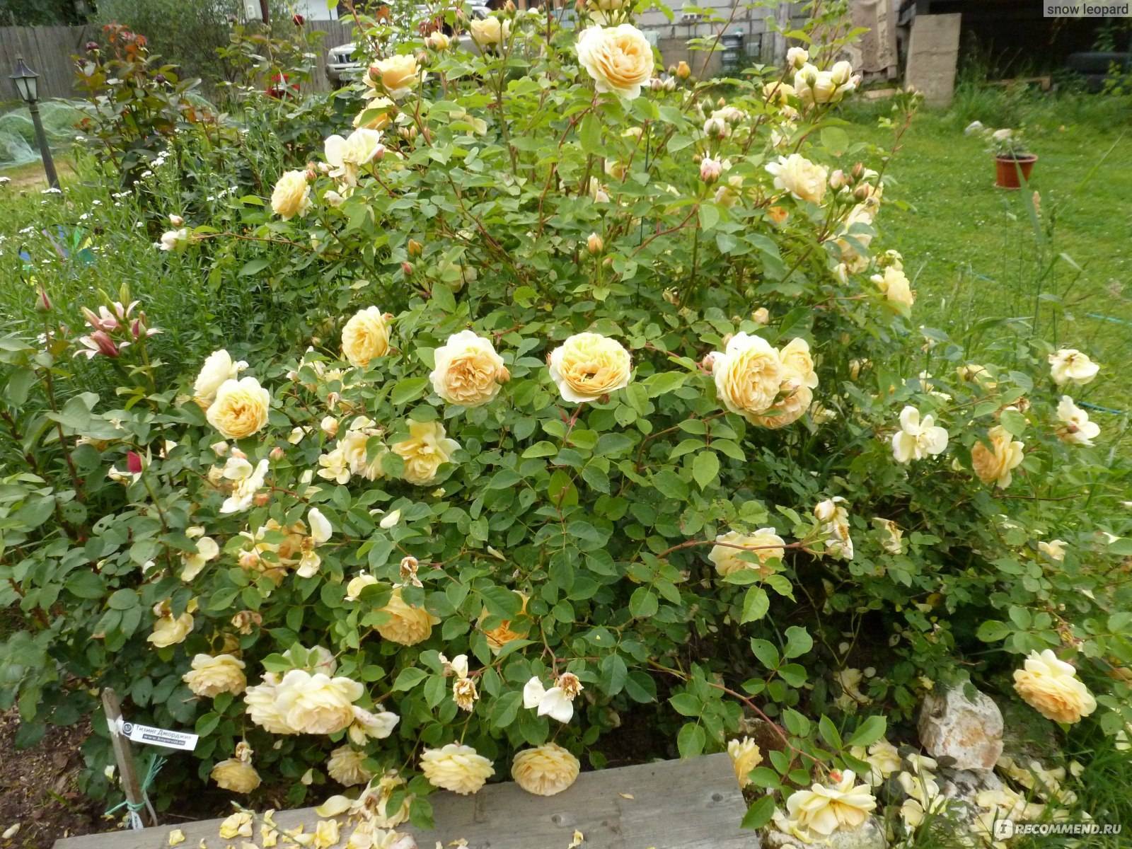 Выращивание парковой розы тизинг джорджия: уход за плетистым сортом кустарника