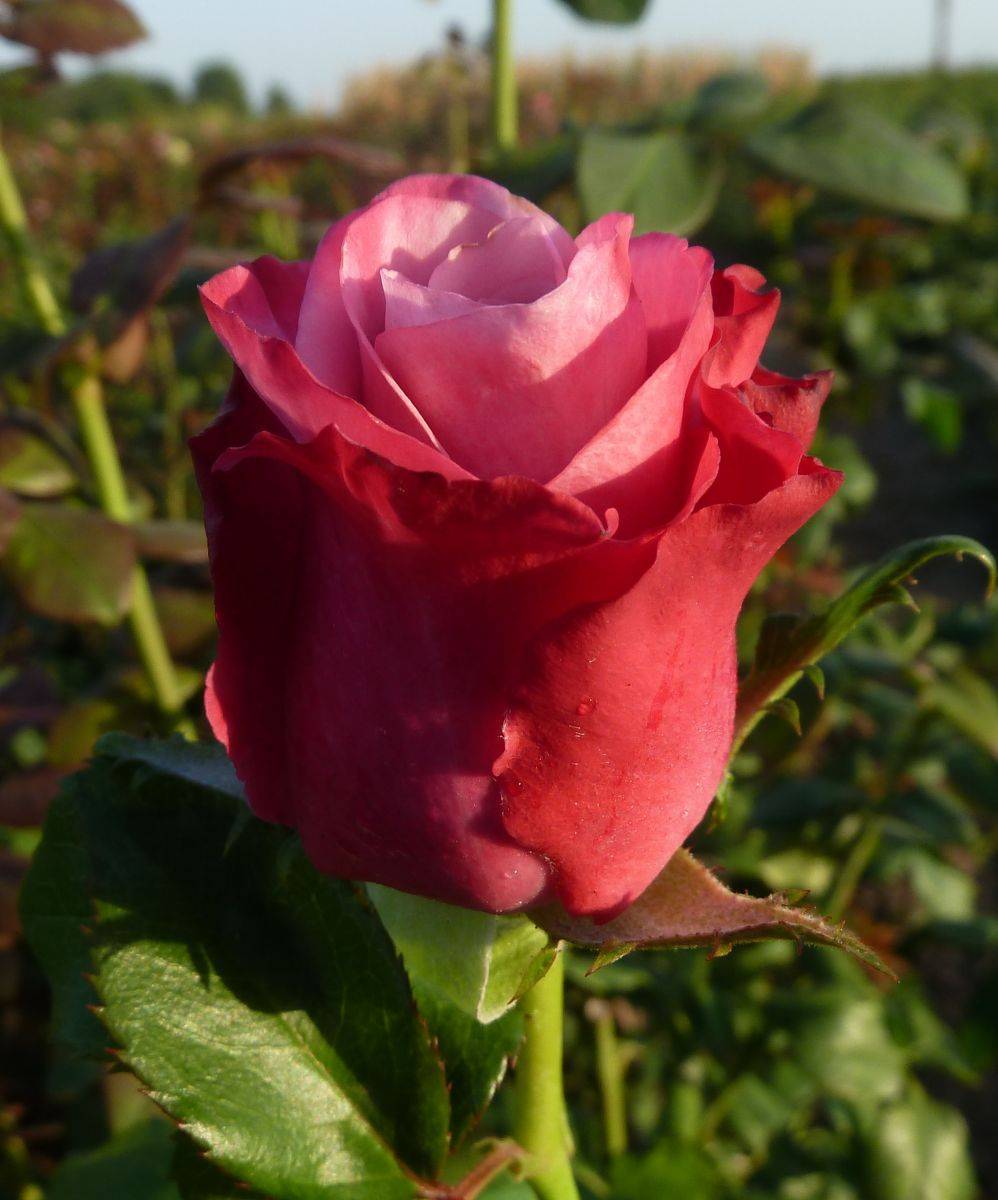 О розе пинк флойд (pink floyd): описание и характеристики сорта, выращивание