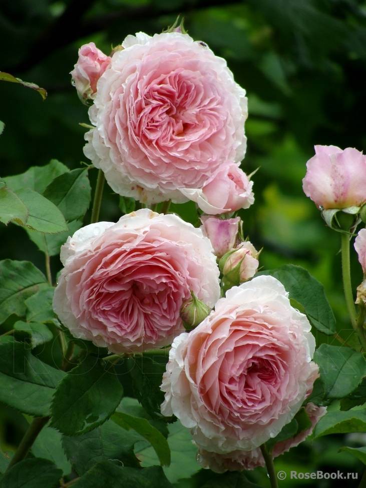10 лучших сортов роз остина