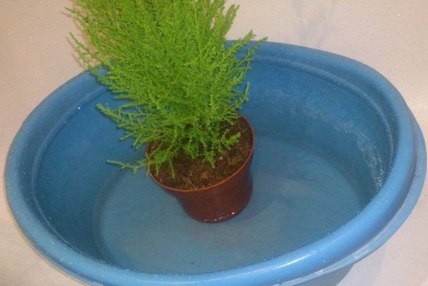 Выращивание кипарисовика в домашних условиях