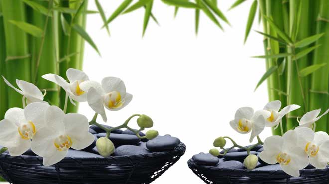 Можно ли держать дома орхидею: приметы, значение цветка, символ растения