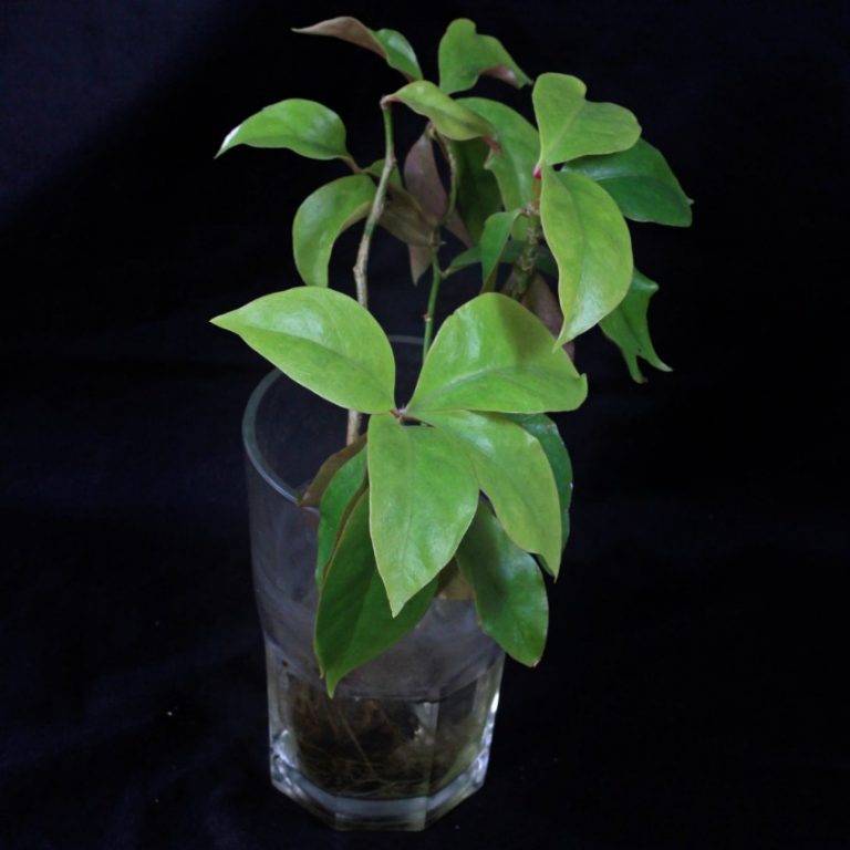 Листовой кактус переския – уход в домашних условиях