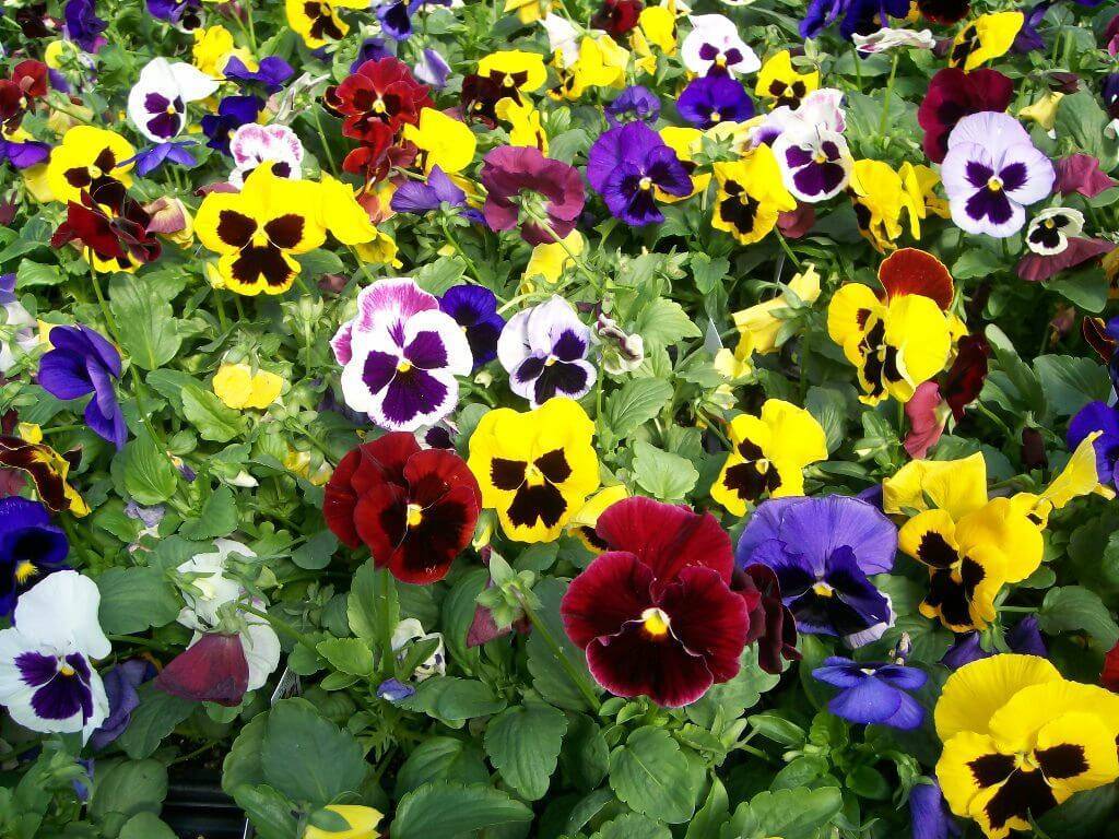Виола: выращивание цветов из семян