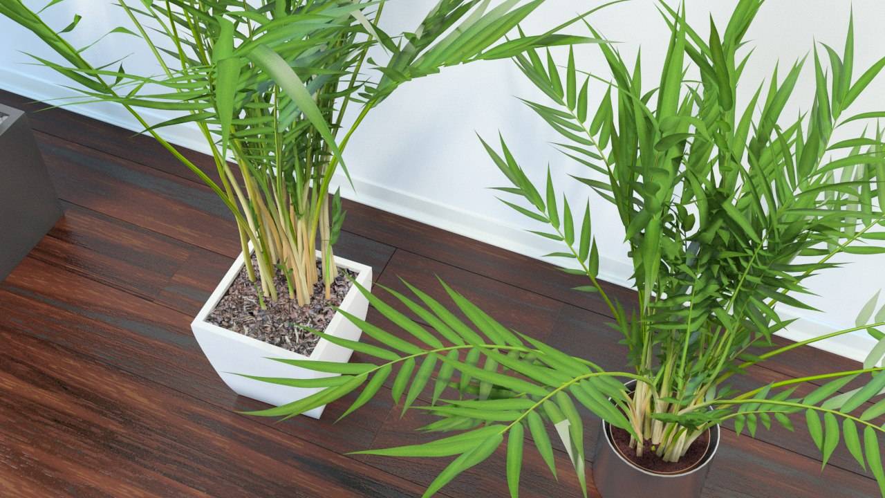 Пальма "арека": уход в домашних условиях, фото