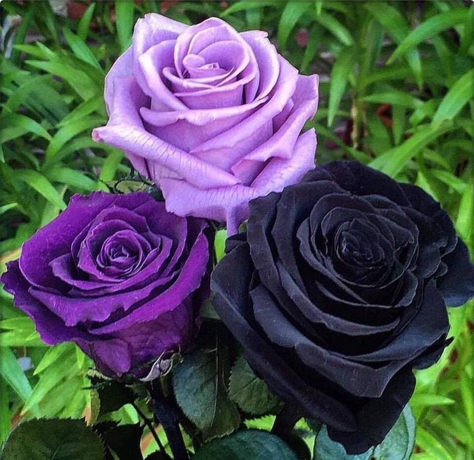 Фиолетовые розы - фото, сорта с названием и описанием царственная роскошь фиолетовых роз в вашем саду