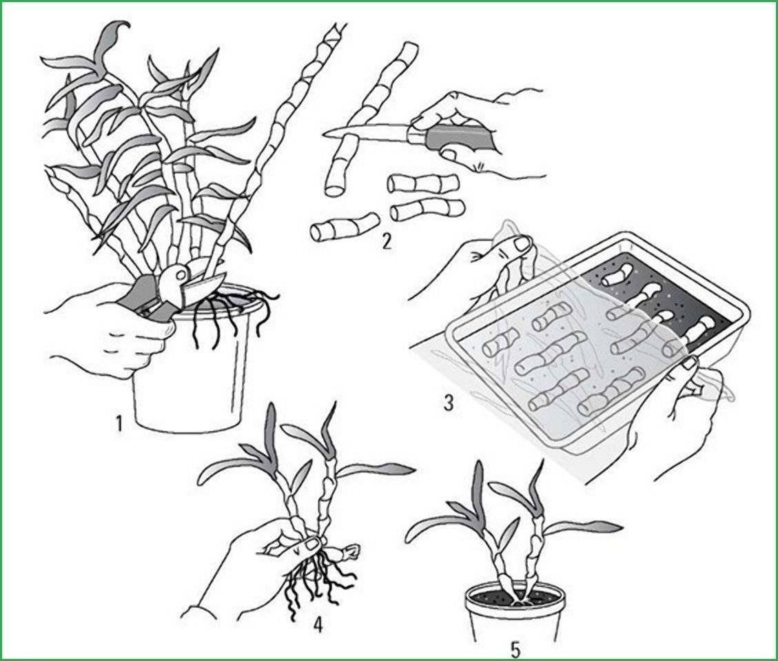 Основные способы размножения орхидей в домашних условиях