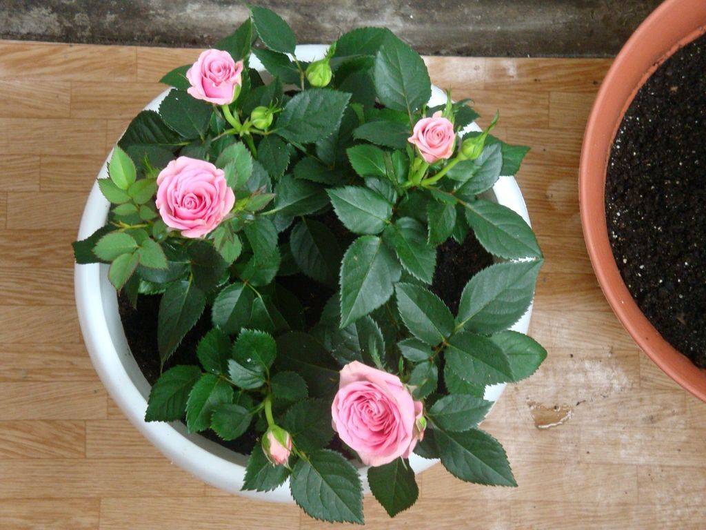 Комнатная роза – уход и пересадка в домашних условиях